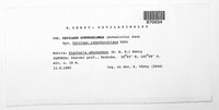 Ustilago syntherismae image